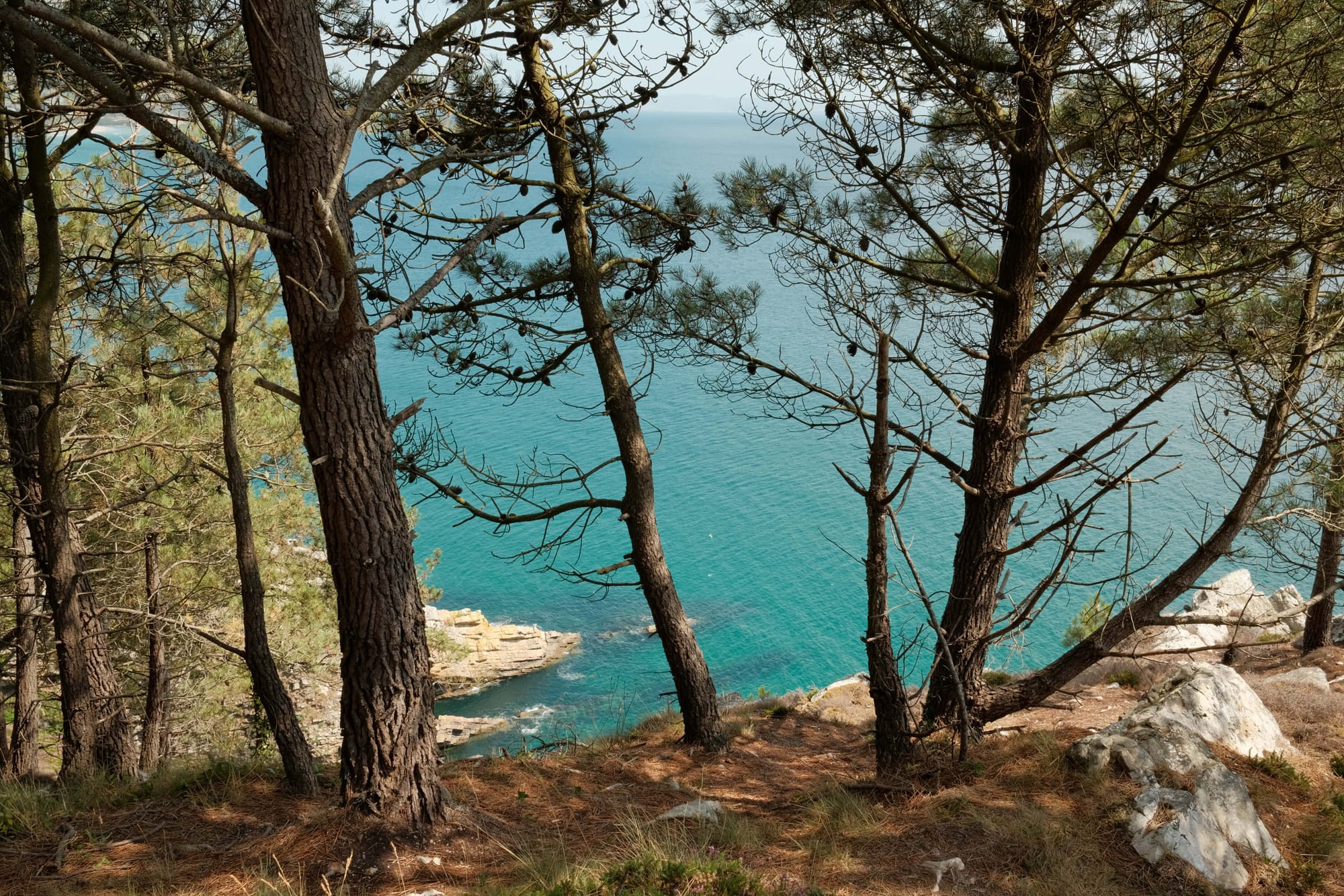 Prozessionsraupen kommen häufig in Kiefernwäldern vor.