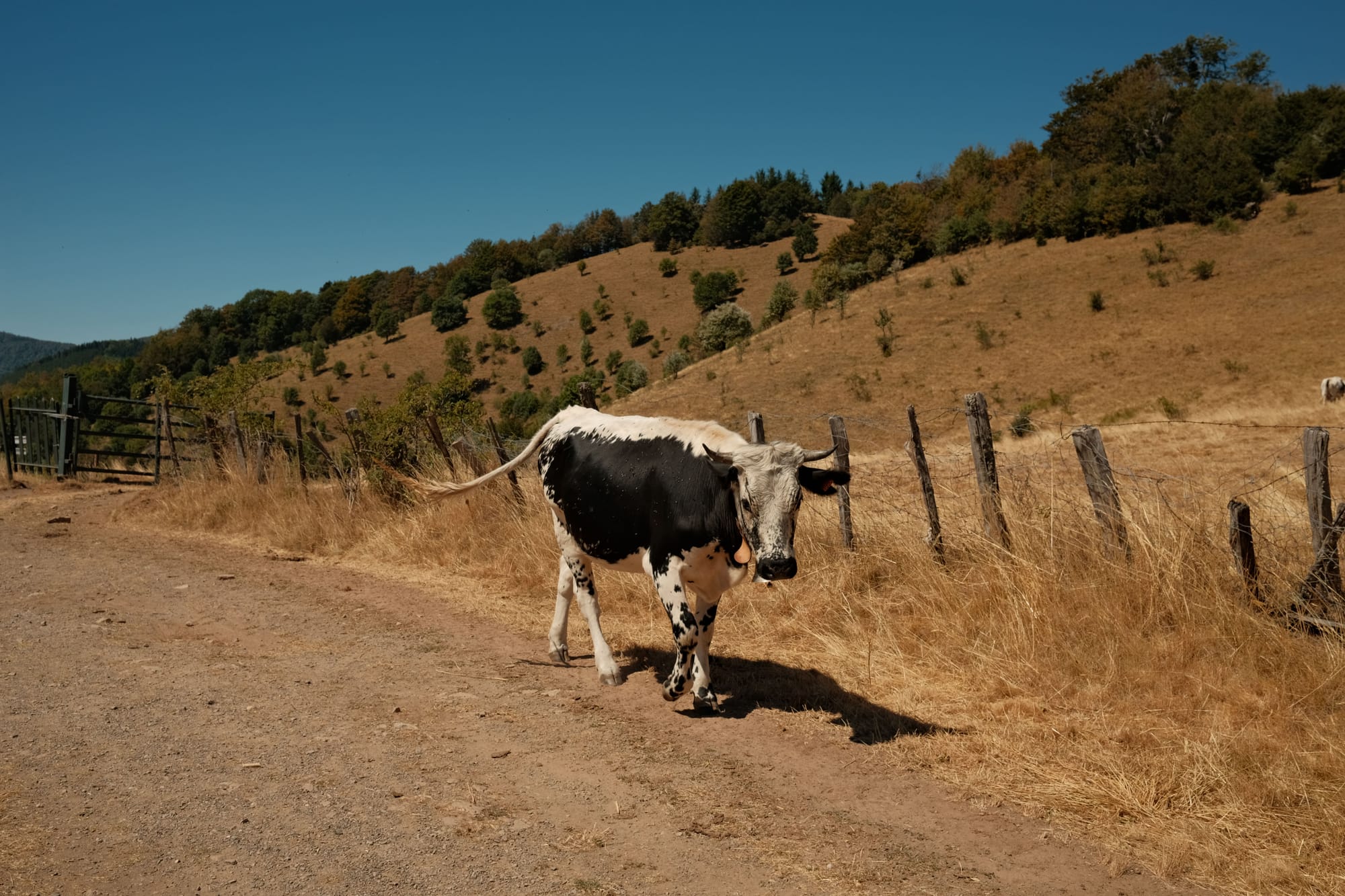 Da hilft auch kein Französisch...