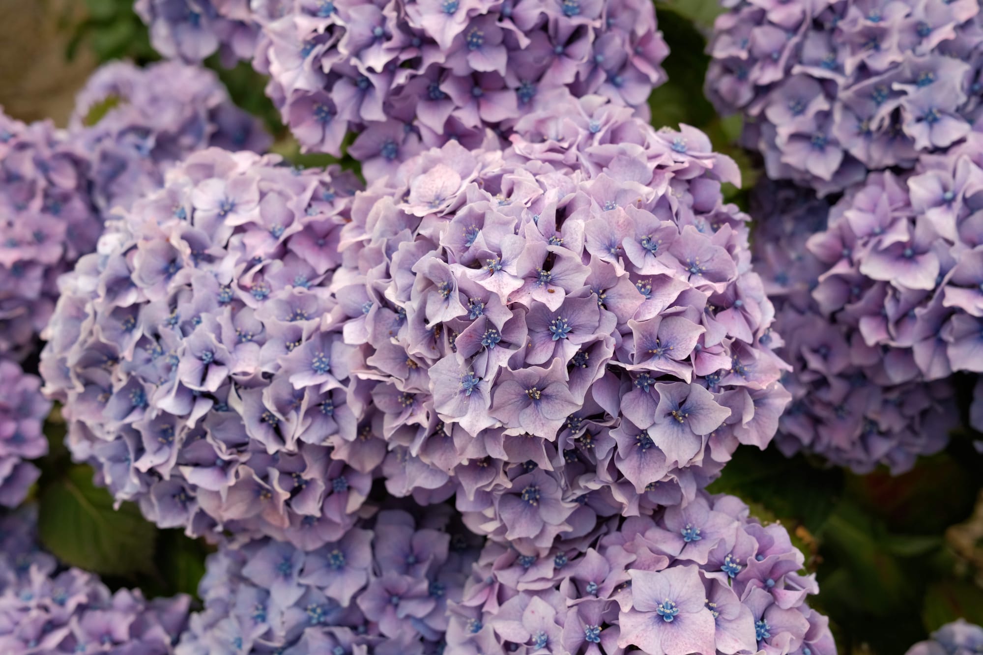 Der Süden der Bretagne ist besonders sonnig und blumenreich