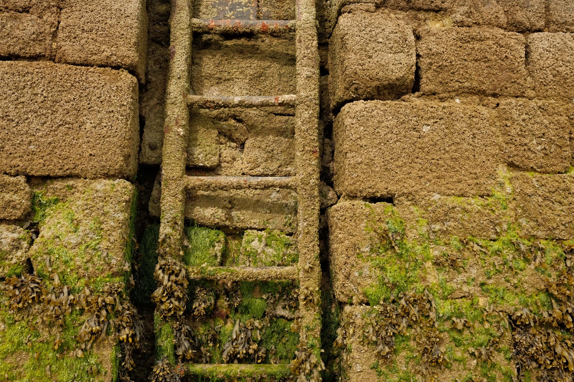 Algen: Ein reeles Problem in der Bretagne