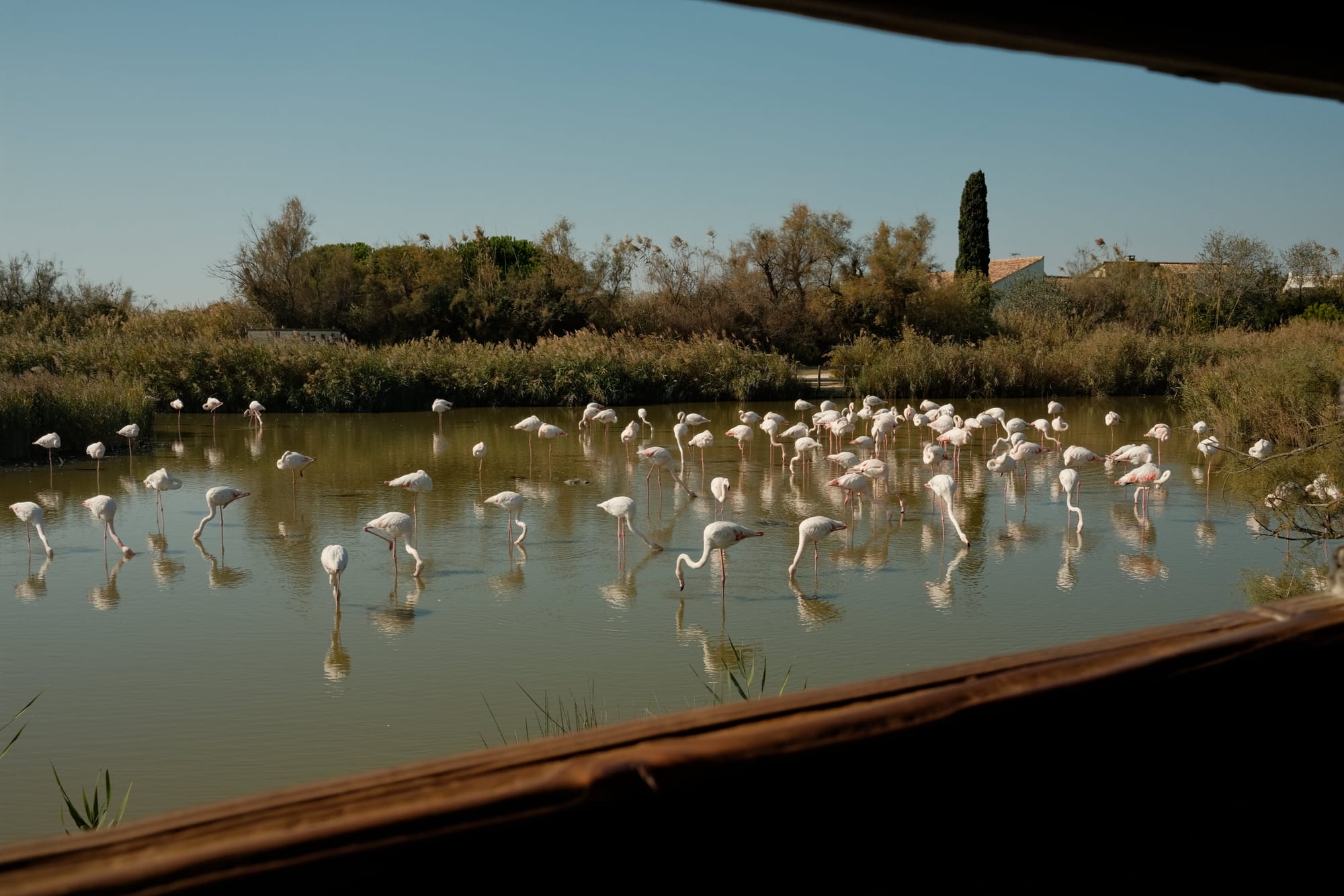 Flamingos im Park Pont de Gau (ohne Zoom)