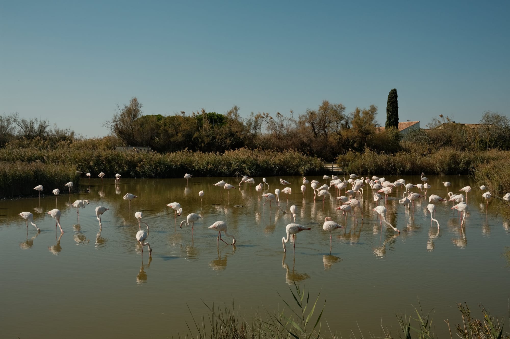 Flamingos in der Camargue