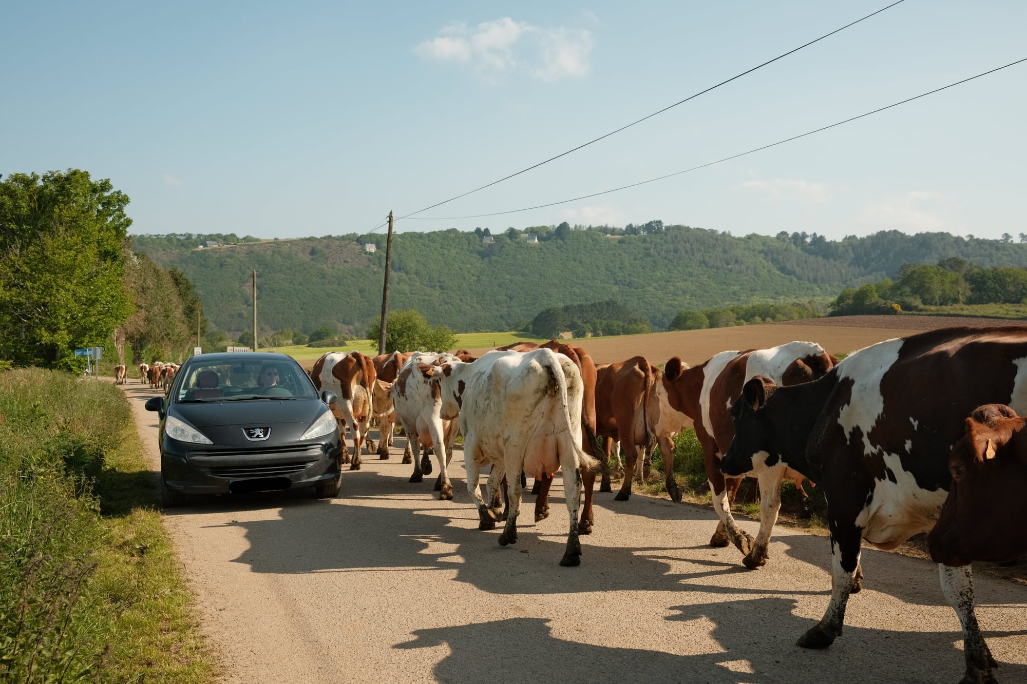 Das Autofahren in der Bretagne hält manchmal Überraschungen bereit.