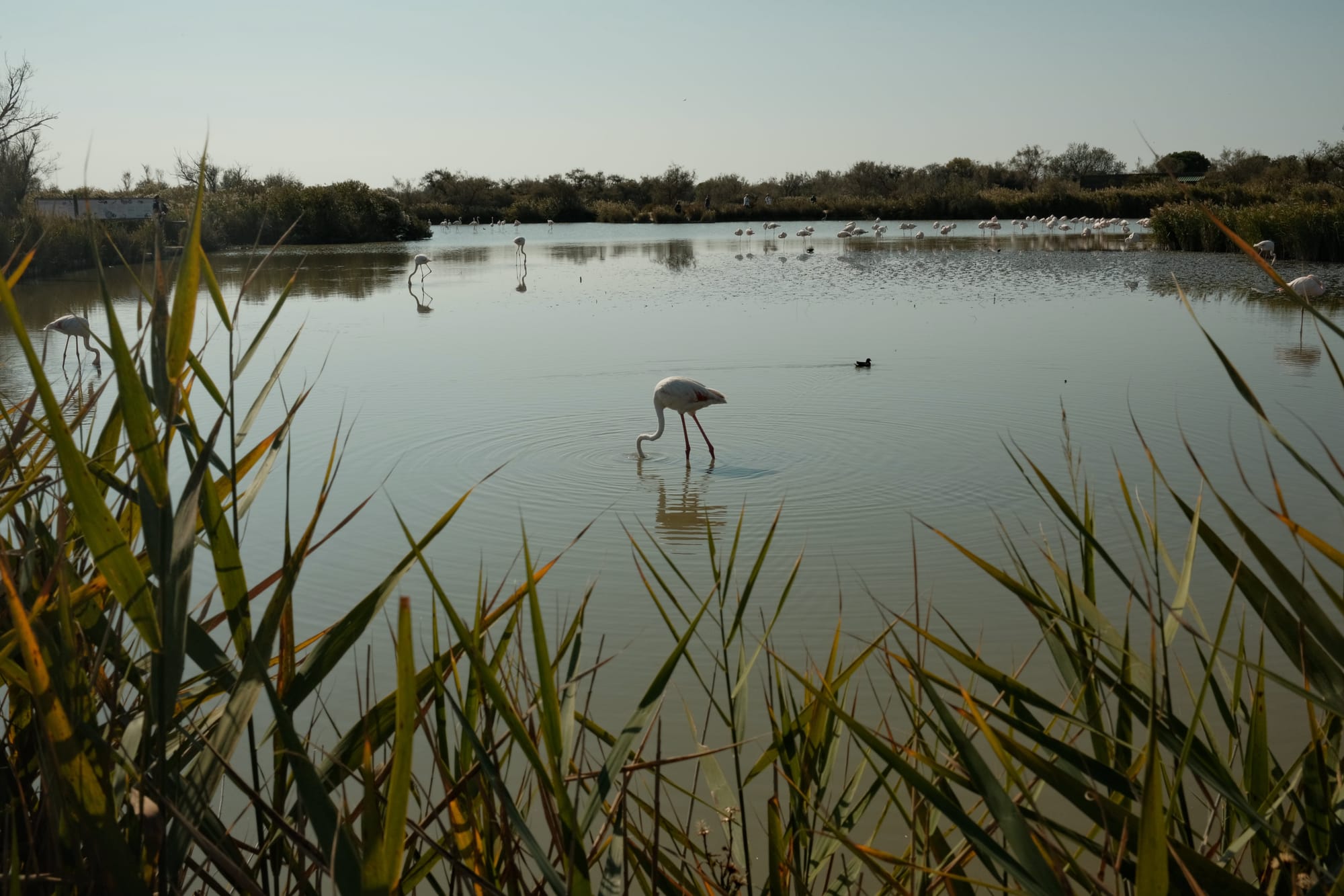 Wer die Natur liebt, sollte unbedingt in der Camargue übernachten.