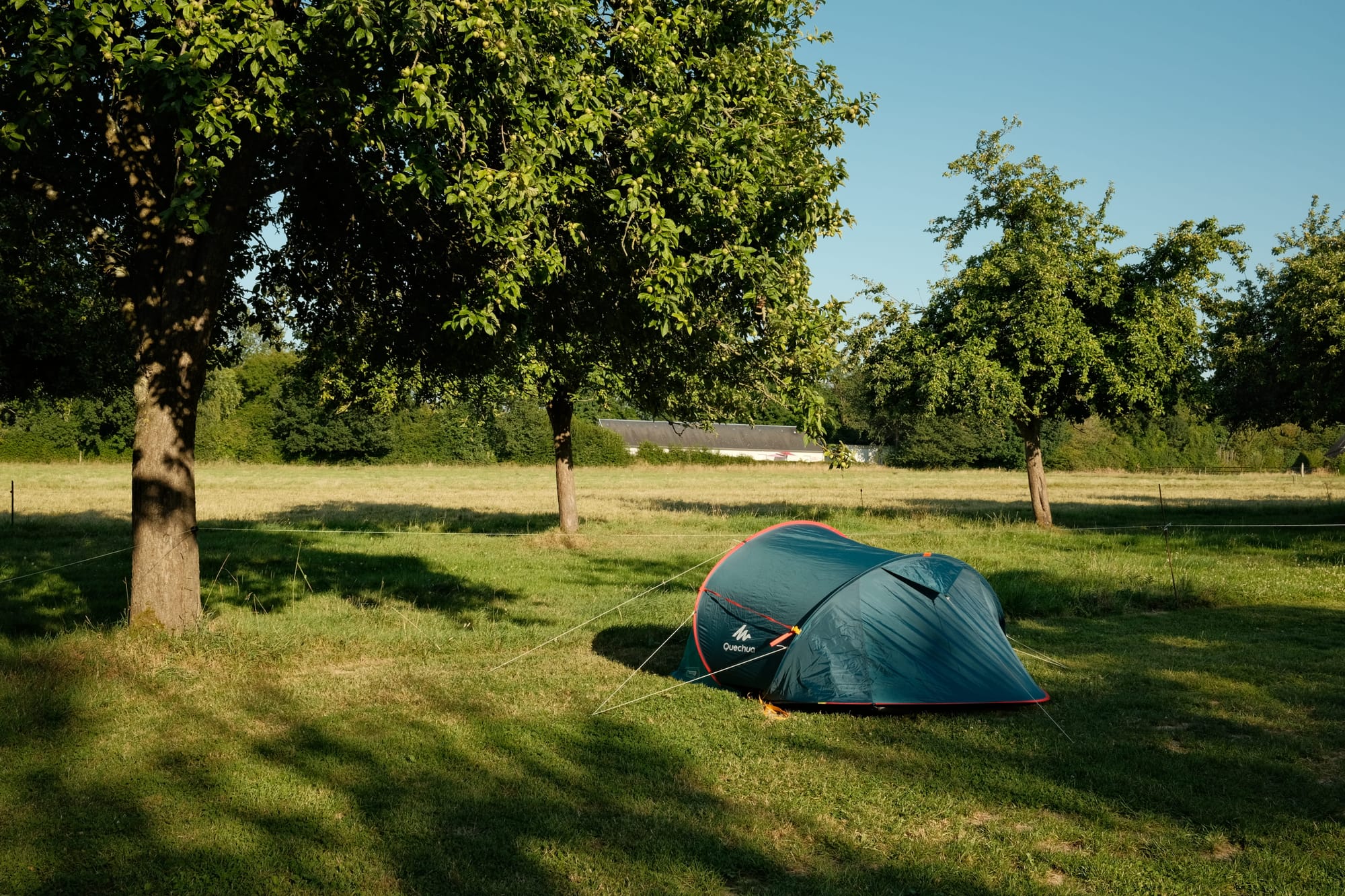 Apfelbäume in der Normandie