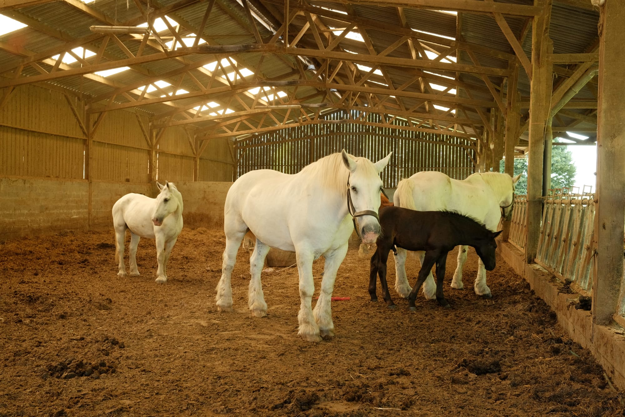 Pferde in der Normandie