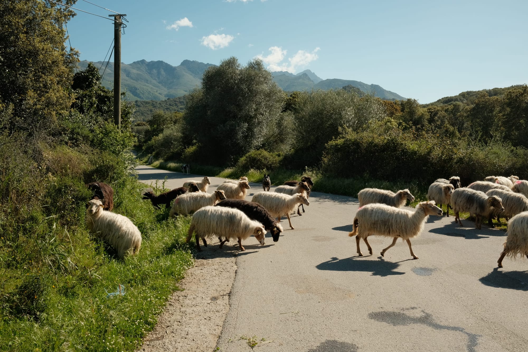 Tiere sind auf den korsischen Straßen keine Seltenheit